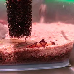 Lizard Loaches, photo 11