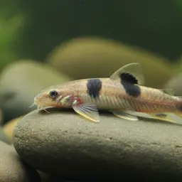 Lizard Loaches, photo 12