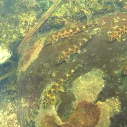 Gecko Loach, photo 1