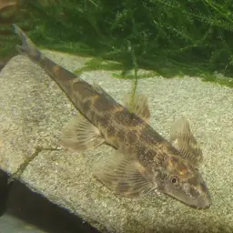 Gecko Loach, photo 2