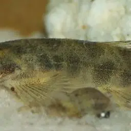 Gecko Loach, photo 3