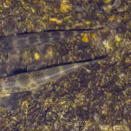 Gecko Loach, photo 4