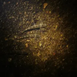 Gecko Loach, photo 5