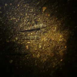 Gecko Loach, photo 6