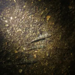 Gecko Loach, photo 7