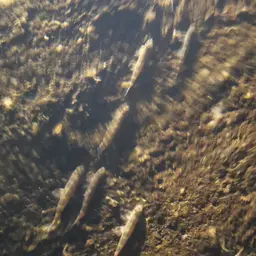 Gecko Loach, photo 8