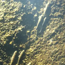Gecko Loach, photo 9