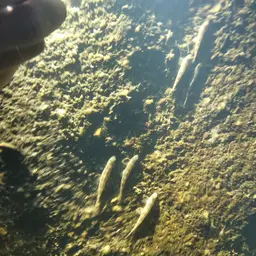 Gecko Loach, photo 10