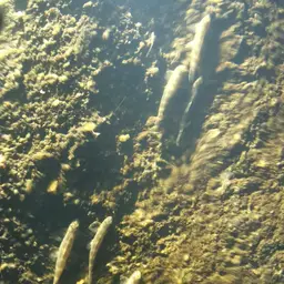 Gecko Loach, photo 11