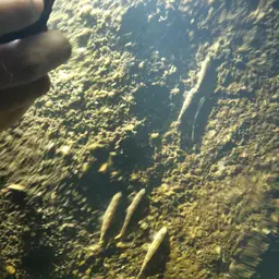 Gecko Loach, photo 12
