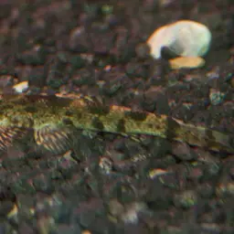 Lizard Loach, photo 1