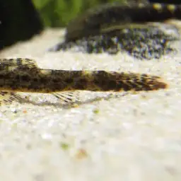 Lizard Loach, photo 5