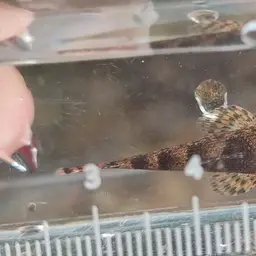 Lizard Loach, photo 6
