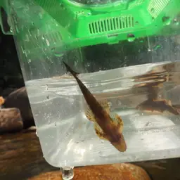 Lizard Loach, photo 7