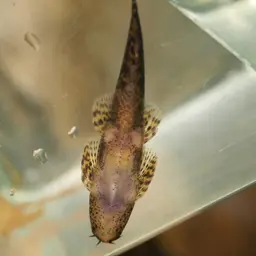 Lizard Loach, photo 8