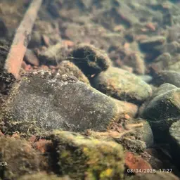 Lizard Loach, photo 9