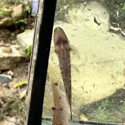 Lizard Loach, photo 10
