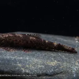 Lizard Loach, photo 12