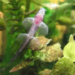 Lizard Loach, photo 5