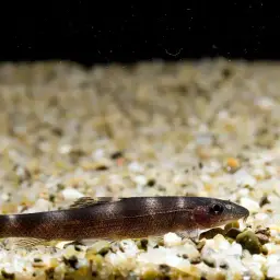 Lizard Loach, photo 7