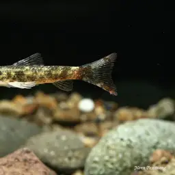 Lizard Loach, photo 8
