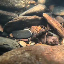 Lizard Loach, photo 9