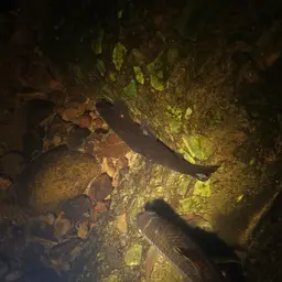 Lizard Loach, photo 10