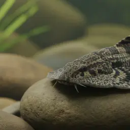 Lizard Loach, photo 11