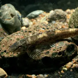 Gecko Loach, photo 1