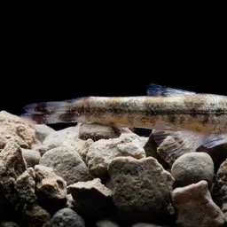 Gecko Loach, photo 2