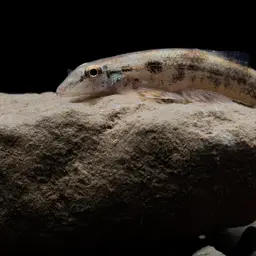 Gecko Loach, photo 3