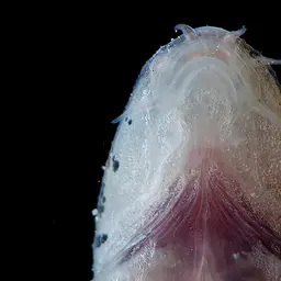 Gecko Loach, photo 4