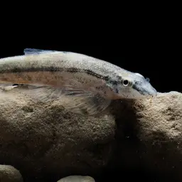 Gecko Loach, photo 5