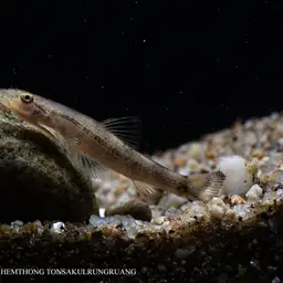 Gecko Loach, photo 6
