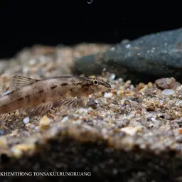 Gecko Loach, photo 7