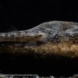 Gecko Loach, photo 8