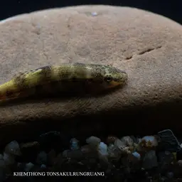 Gecko Loach, photo 9