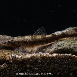 Gecko Loach, photo 10