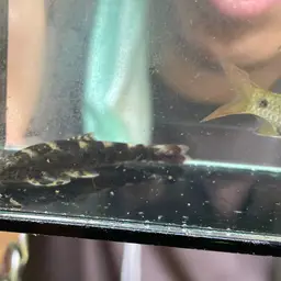Gecko Loach, photo 11