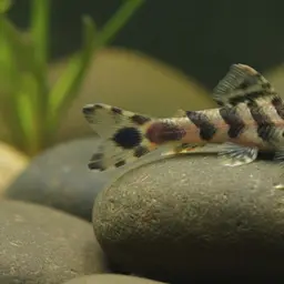 Gecko Loach, photo 12