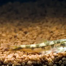 Gecko Loach, photo 2