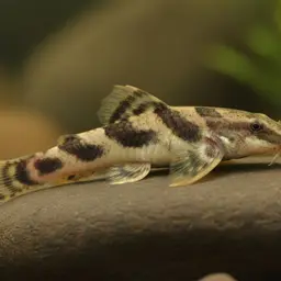 Gecko Loach, photo 1