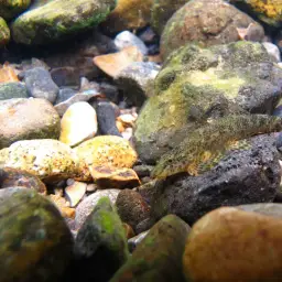 Lizard Loach, photo 2