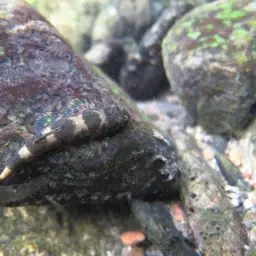 Lizard Loach, photo 3
