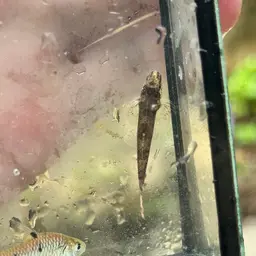 Lizard Loach, photo 9