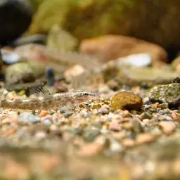 Lizard Loach, photo 11