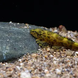Lizard Loach, photo 12