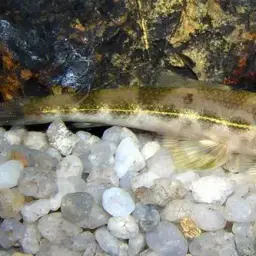Gecko Loach, photo 2