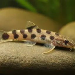 Gecko Loach, photo 1