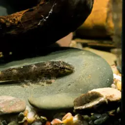 Gecko Loach, photo 2